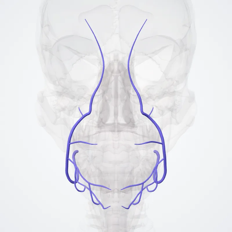 Vena facialis (Facial vein) hervorgehoben in einem 3D-Modell des menschlichen Körpers