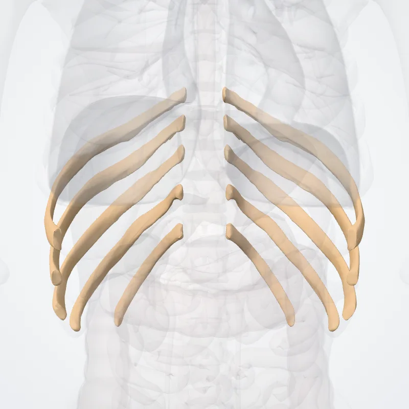 False ribs (Costae spuriae) highlighted in a 3D model of the human body