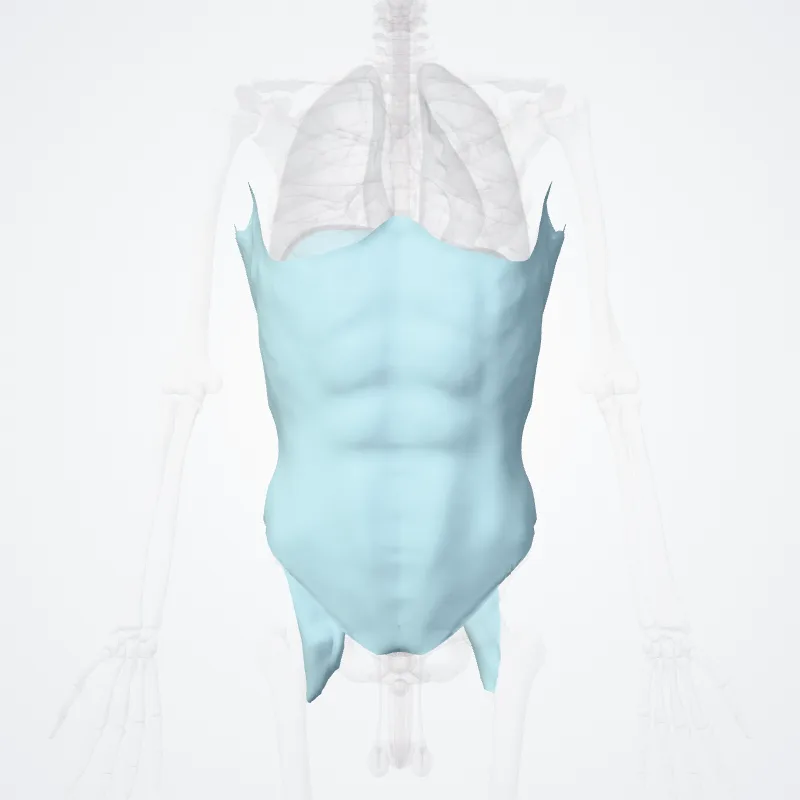Fasciae abdominis (Fasciae of abdomen) hervorgehoben in einem 3D-Modell des menschlichen Körpers