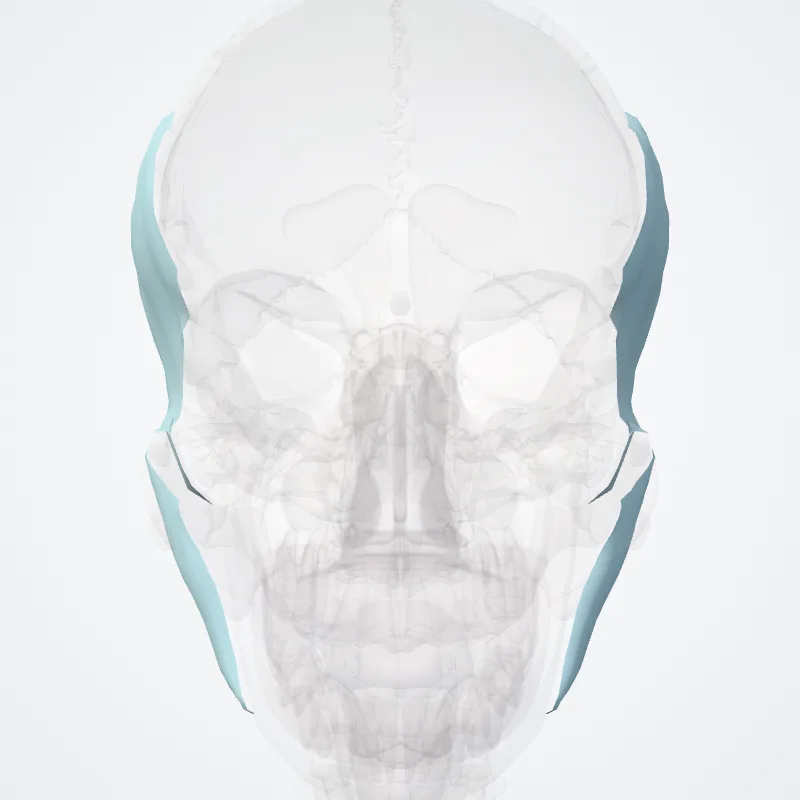 Fasciae of head (Fasciae capitis) highlighted in a 3D model of the human body