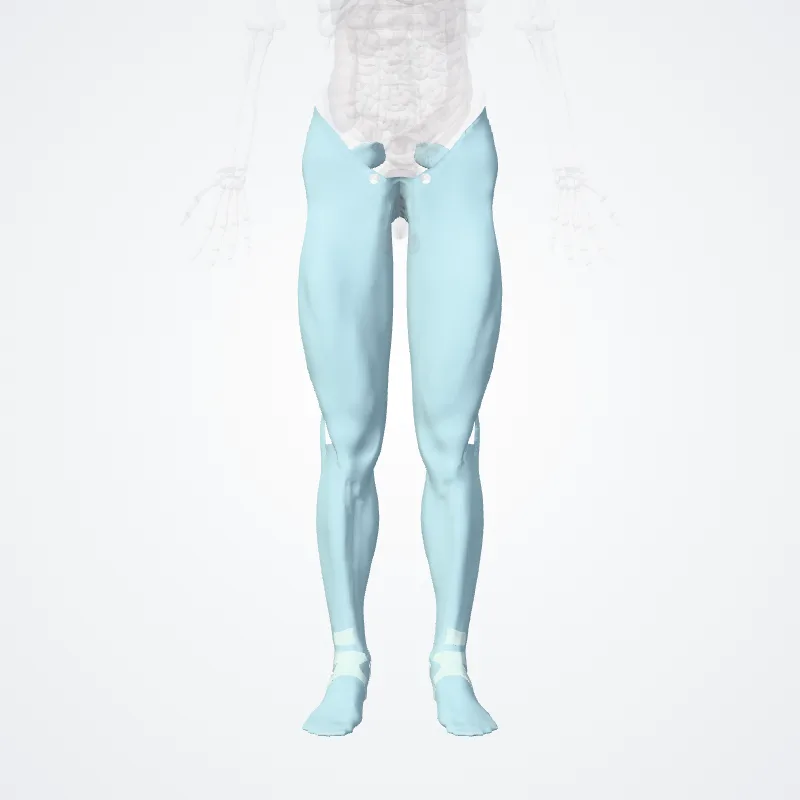 Fasciae membri inferiori (Fasciae of lower limb) hervorgehoben in einem 3D-Modell des menschlichen Körpers