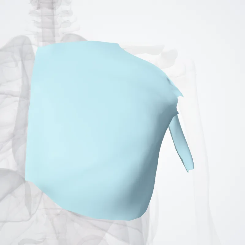 Fasciae thoracis (Fasciae of thorax) hervorgehoben in einem 3D-Modell des menschlichen Körpers