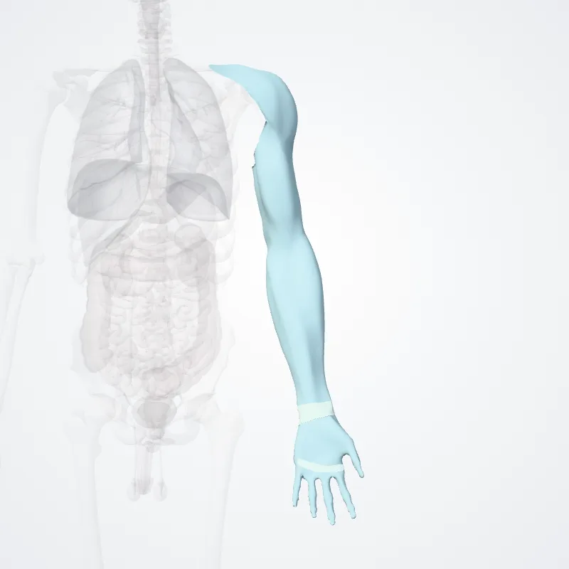 Fasciae of upper limb (Fasciae membri superiori) highlighted in a 3D model of the human body