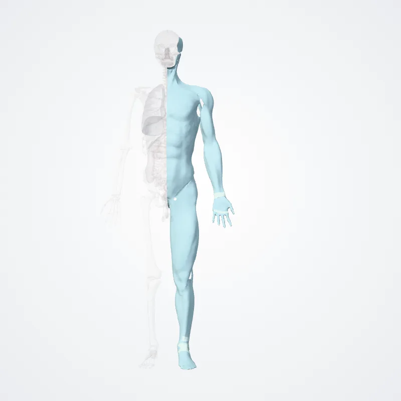 Fasciae hervorgehoben in einem 3D-Modell des menschlichen Körpers