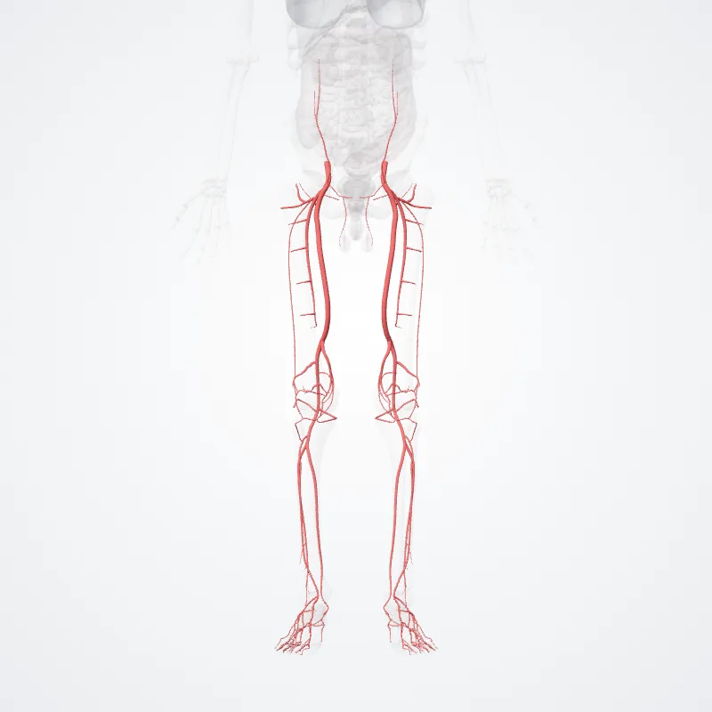 Arteria femoralis (Femoral artery) hervorgehoben in einem 3D-Modell des menschlichen Körpers