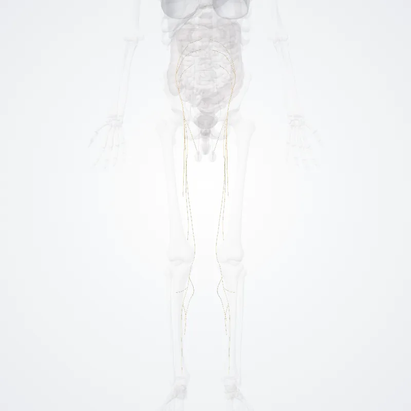 Femoral nerve (Nervus femoralis) highlighted in a 3D model of the human body