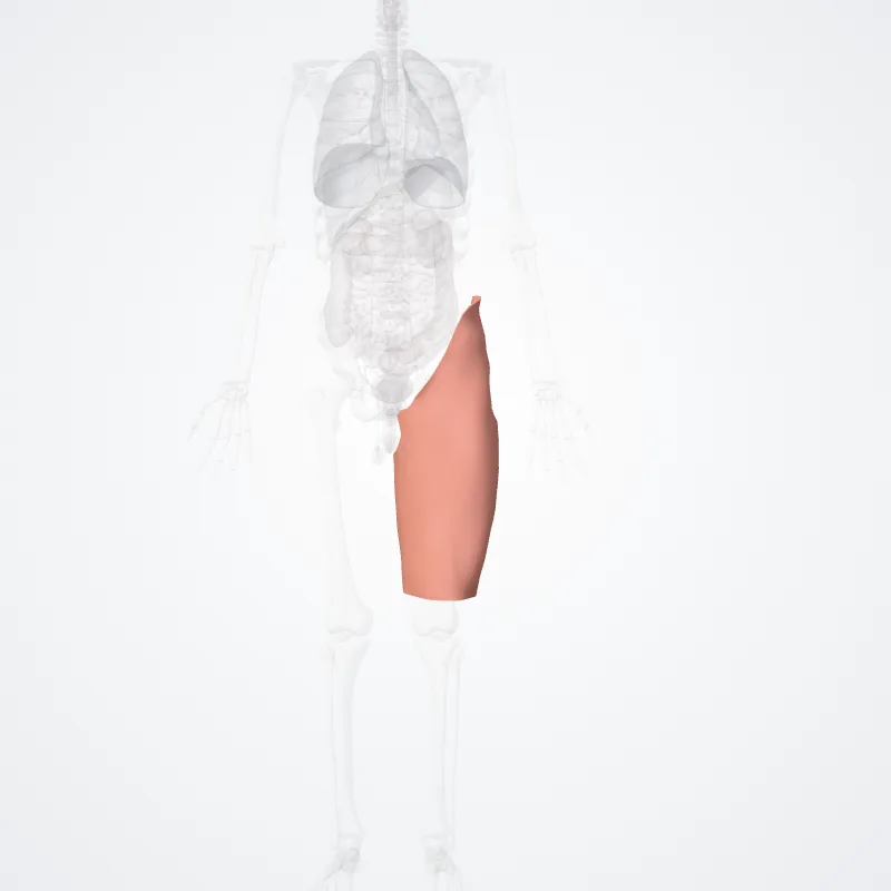 Regio femoralis (Femoral region) hervorgehoben in einem 3D-Modell des menschlichen Körpers