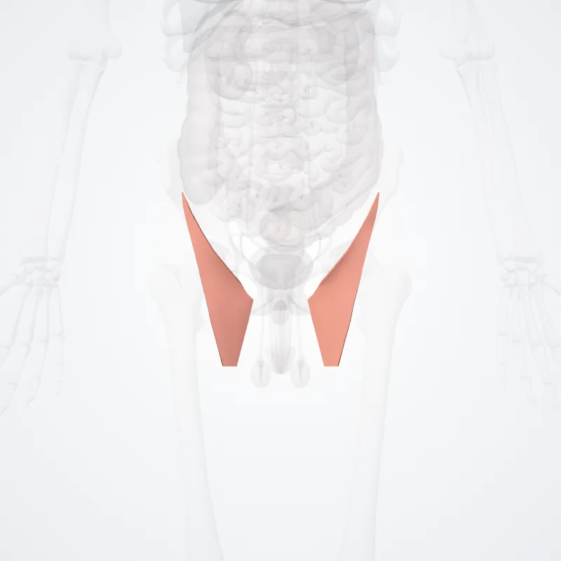 Trigonum femorale (Femoral triangle) hervorgehoben in einem 3D-Modell des menschlichen Körpers
