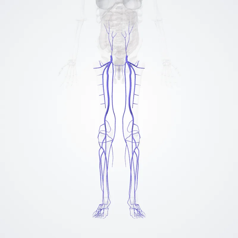 Vena femoralis (Femoral vein) hervorgehoben in einem 3D-Modell des menschlichen Körpers