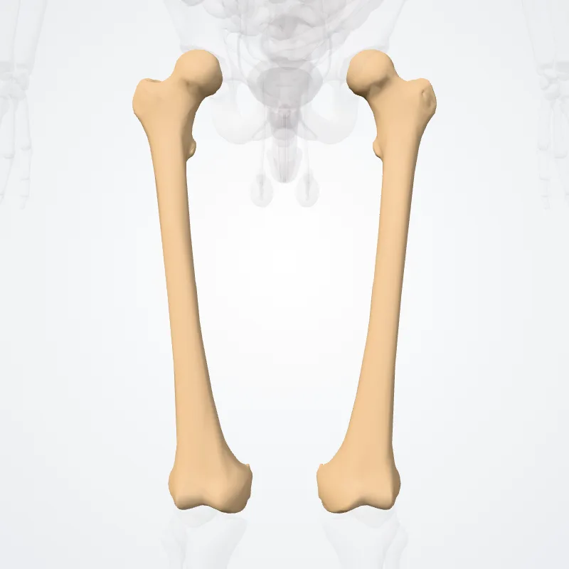 Femur (Os femoris) highlighted in a 3D model of the human body