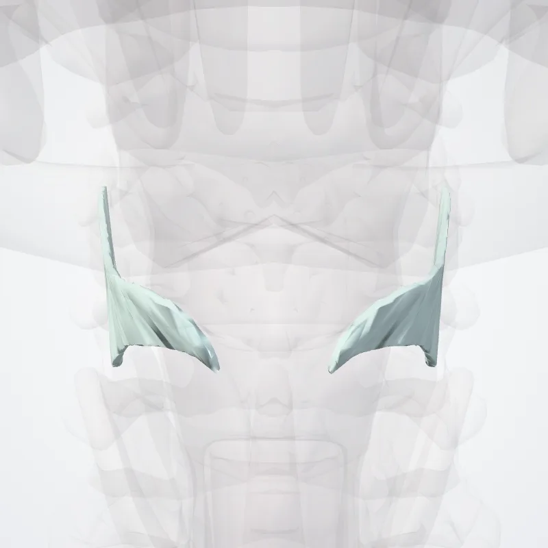 Membrana fibroelastica laryngis (Fibro-elastic membrane of larynx) hervorgehoben in einem 3D-Modell des menschlichen Körpers