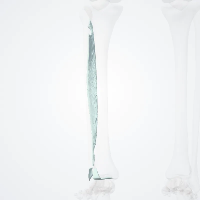 Juncturae fibrosae partis liberae membri inferioris (Fibrous joints of free lower limb) hervorgehoben in einem 3D-Modell des menschlichen Körpers