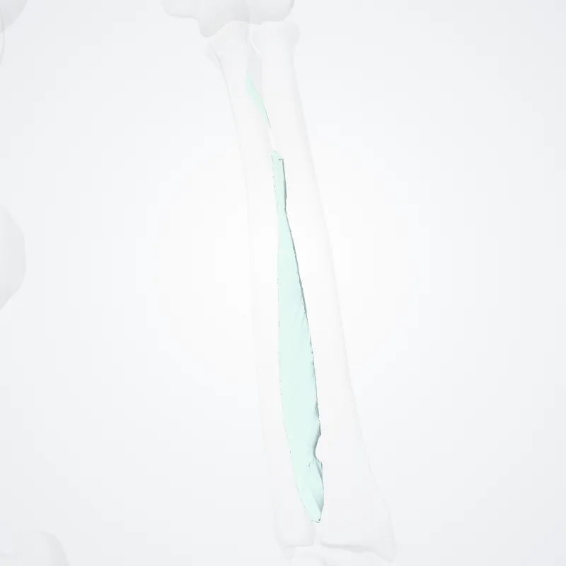 Fibrous joints of free upper limb (Juncturae fibrosae partis liberae membri superioris) highlighted in a 3D model of the human body
