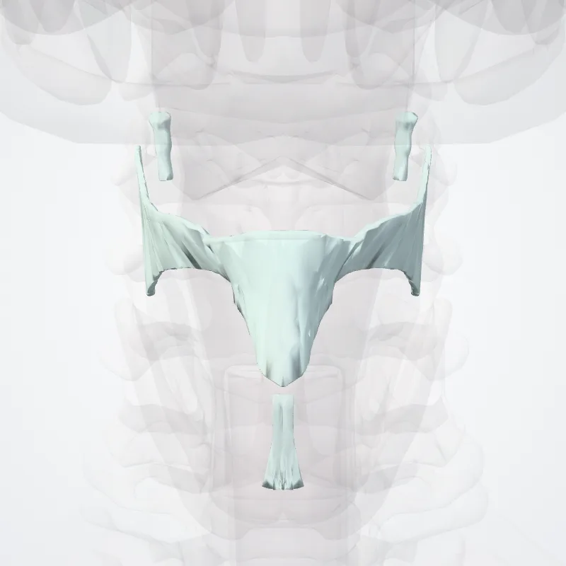 Fibrous joints of larynx (Juncturae fibrosae laryngis) highlighted in a 3D model of the human body