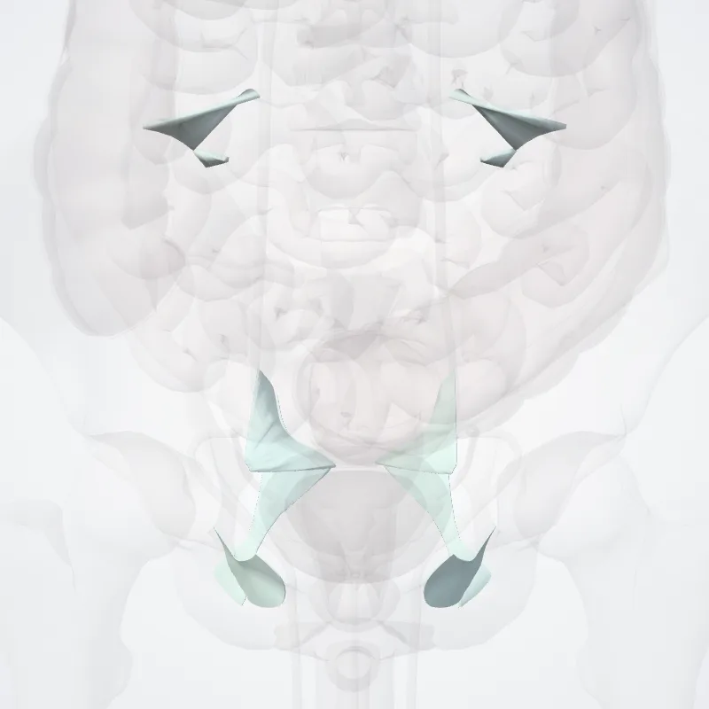 Juncturae fibrosae cinguli pelvici (Fibrous joints of pelvic girdle) hervorgehoben in einem 3D-Modell des menschlichen Körpers