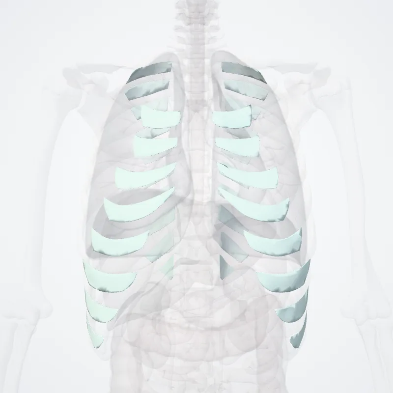 Fibrous joints of thorax (Juncturae fibrosae thoracis) highlighted in a 3D model of the human body