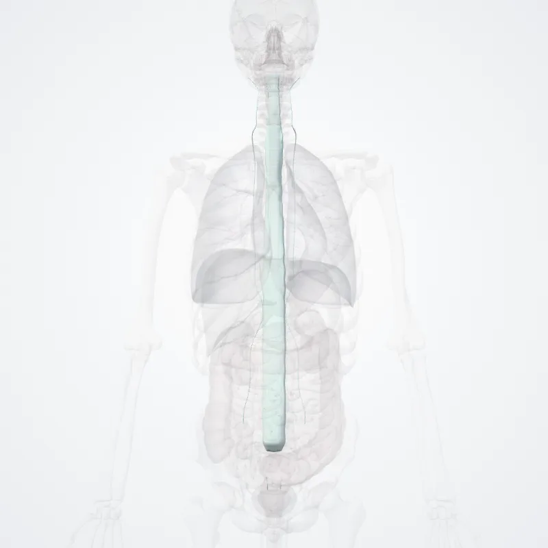 Fibrous joints of vertebral column (Juncturae fibrosae columnae vertebralis) highlighted in a 3D model of the human body