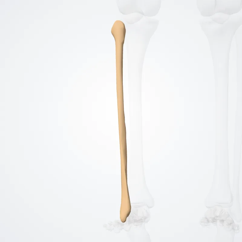 Fibula, die Struktur, an der diese Landmarke liegt