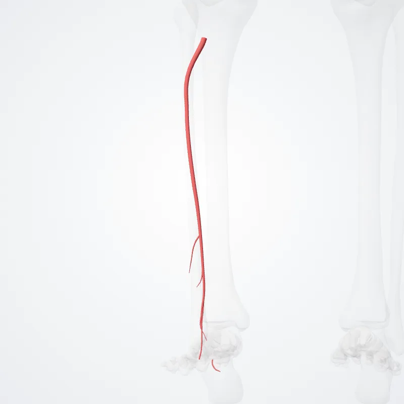 Arteria fibularis (Fibular artery) hervorgehoben in einem 3D-Modell des menschlichen Körpers
