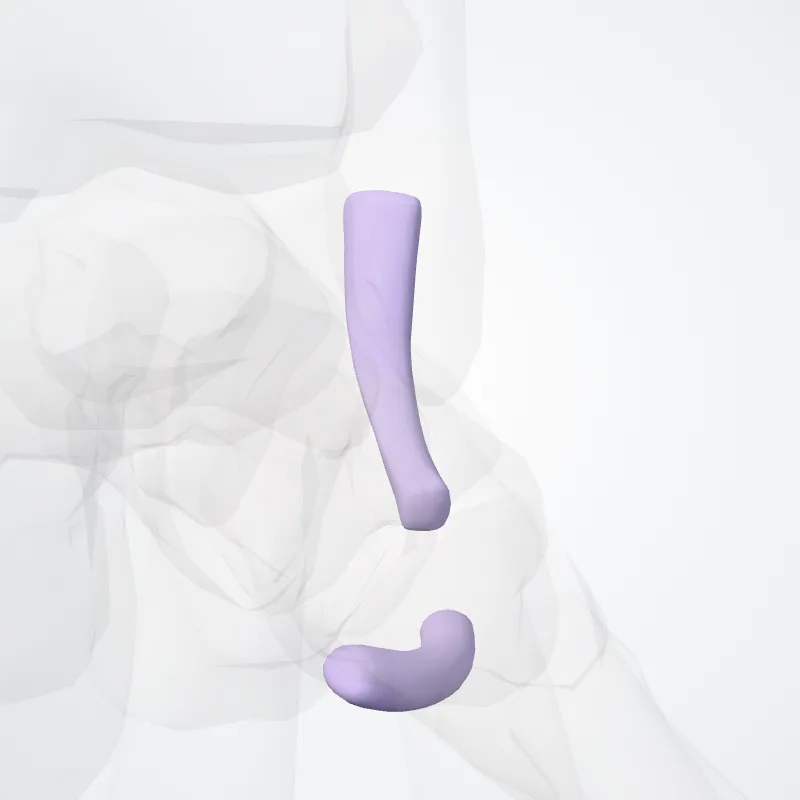 Vaginae tarseae fibulares tendinum (Fibular tarsal tendon sheaths) hervorgehoben in einem 3D-Modell des menschlichen Körpers