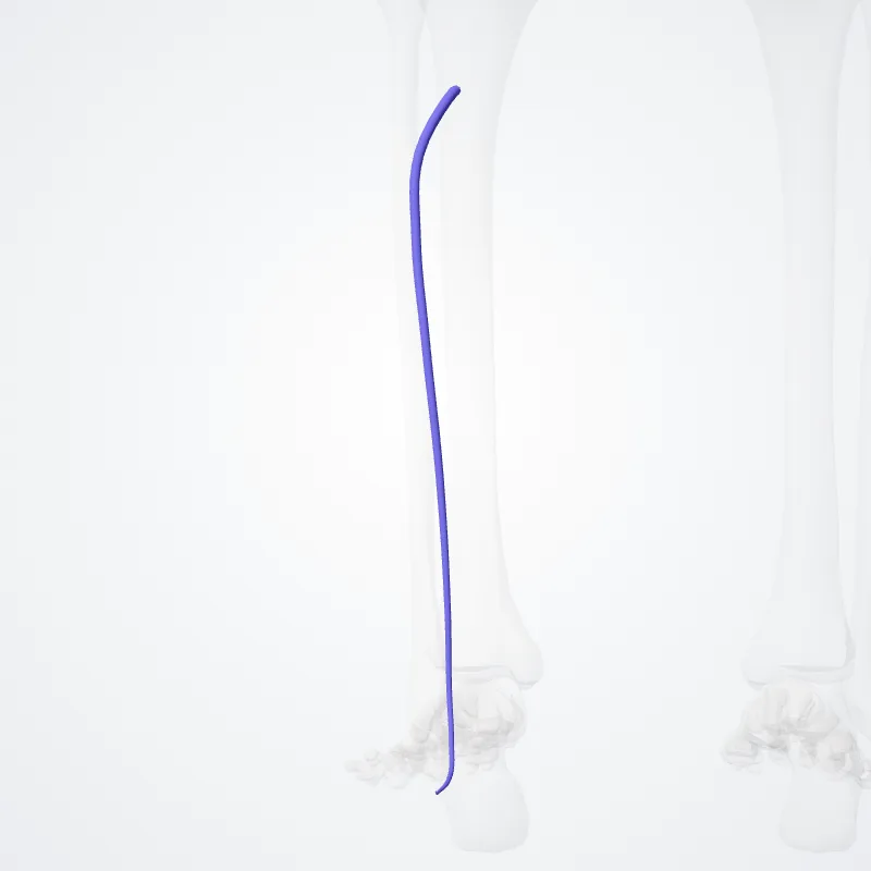 Venae fibulares (Fibular veins) hervorgehoben in einem 3D-Modell des menschlichen Körpers