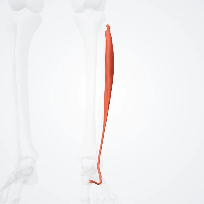Fibularis longus muscle (Musculus fibularis longus) highlighted in a 3D model of the human body