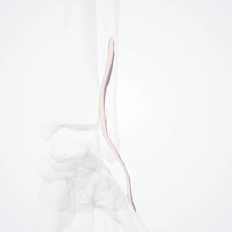Musculus fibularis tertius (Fibularis tertius muscle) hervorgehoben in einem 3D-Modell des menschlichen Körpers