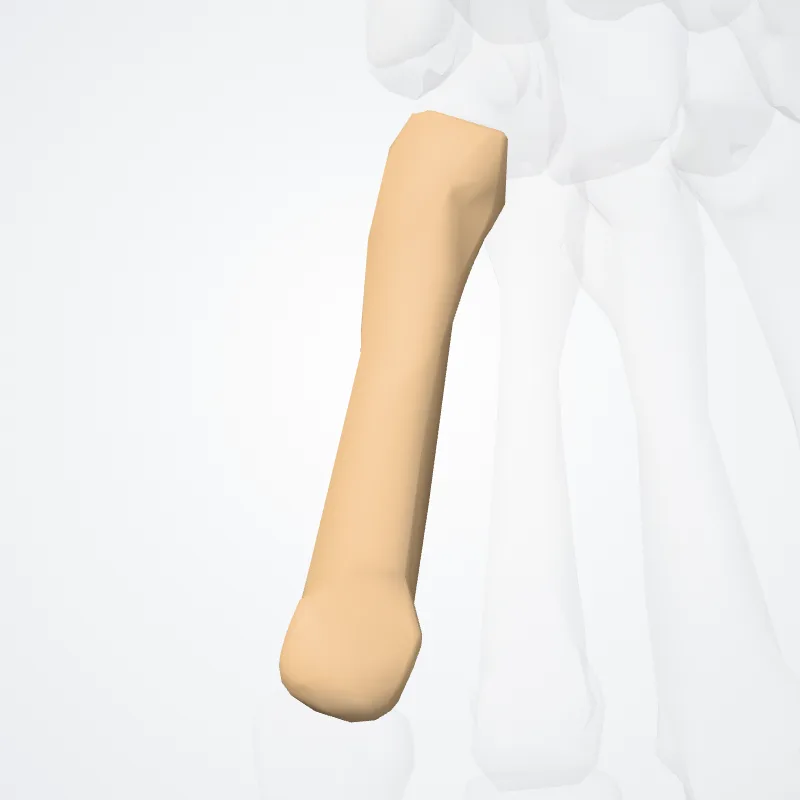 Os quintum metacarpi (Fifth metacarpal bone) hervorgehoben in einem 3D-Modell des menschlichen Körpers