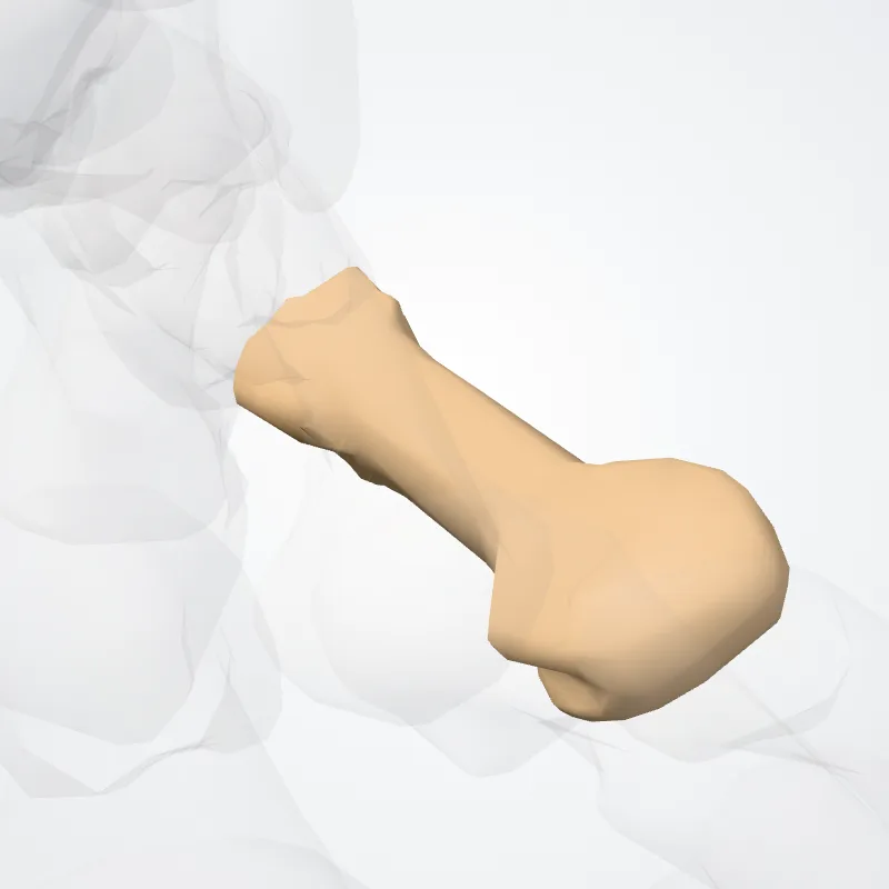 Os quintum metatarsi (Fifth metatarsal bone) hervorgehoben in einem 3D-Modell des menschlichen Körpers