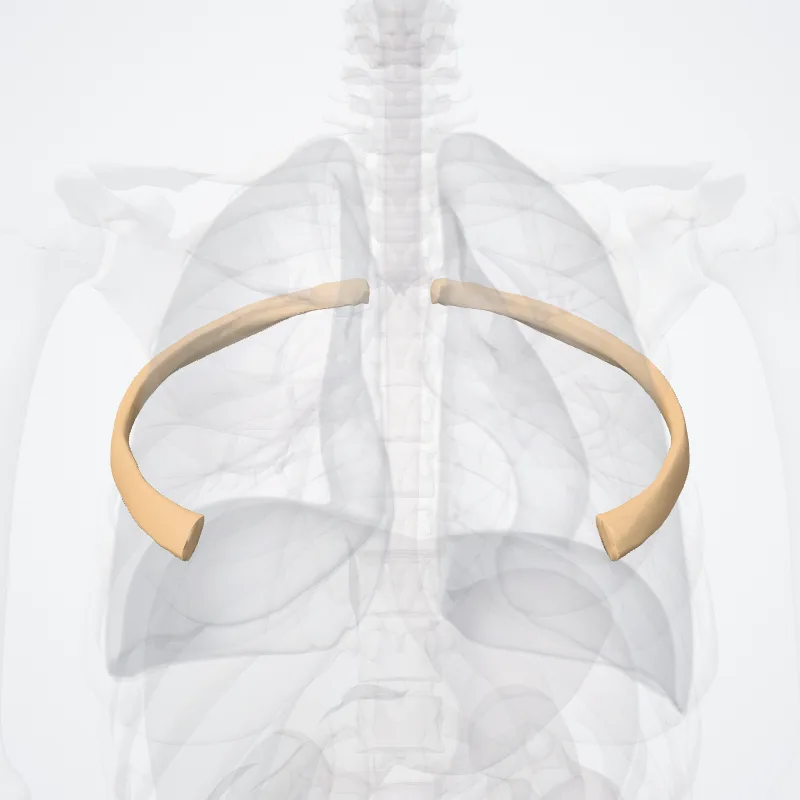 Quinta costa (Fifth rib) hervorgehoben in einem 3D-Modell des menschlichen Körpers