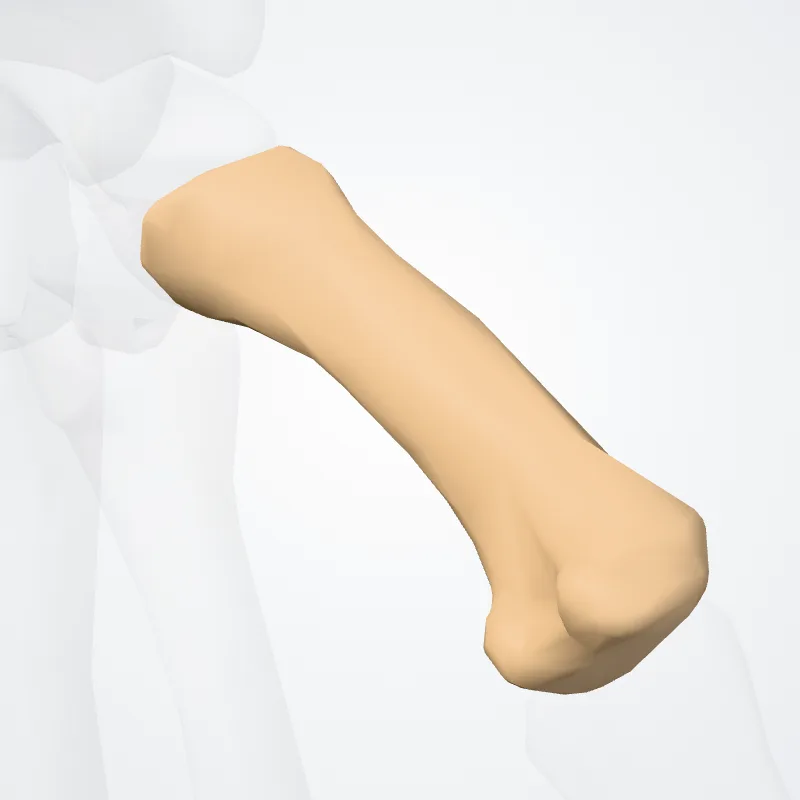 Os primum metacarpi (First metacarpal bone) hervorgehoben in einem 3D-Modell des menschlichen Körpers