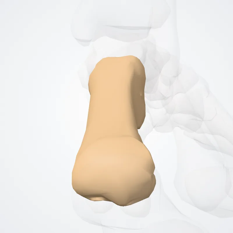 Os primum metatarsi (First metatarsal bone) hervorgehoben in einem 3D-Modell des menschlichen Körpers