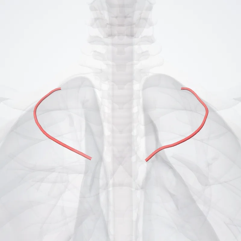 Arteria intercostalis posterior prima (First posterior intercostal artery) hervorgehoben in einem 3D-Modell des menschlichen Körpers