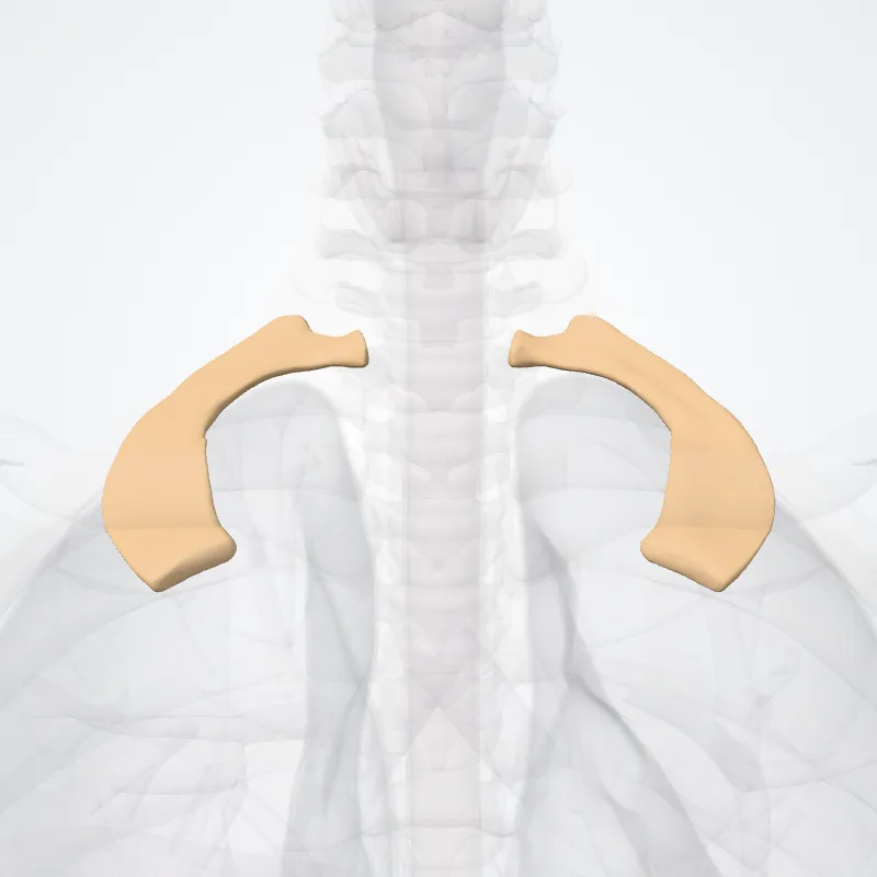 First rib (Costa prima) highlighted in a 3D model of the human body