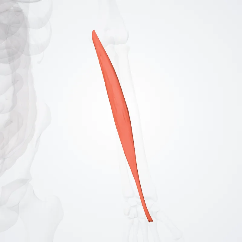 Flexor radialis carpi (Flexor carpi radialis) hervorgehoben in einem 3D-Modell des menschlichen Körpers
