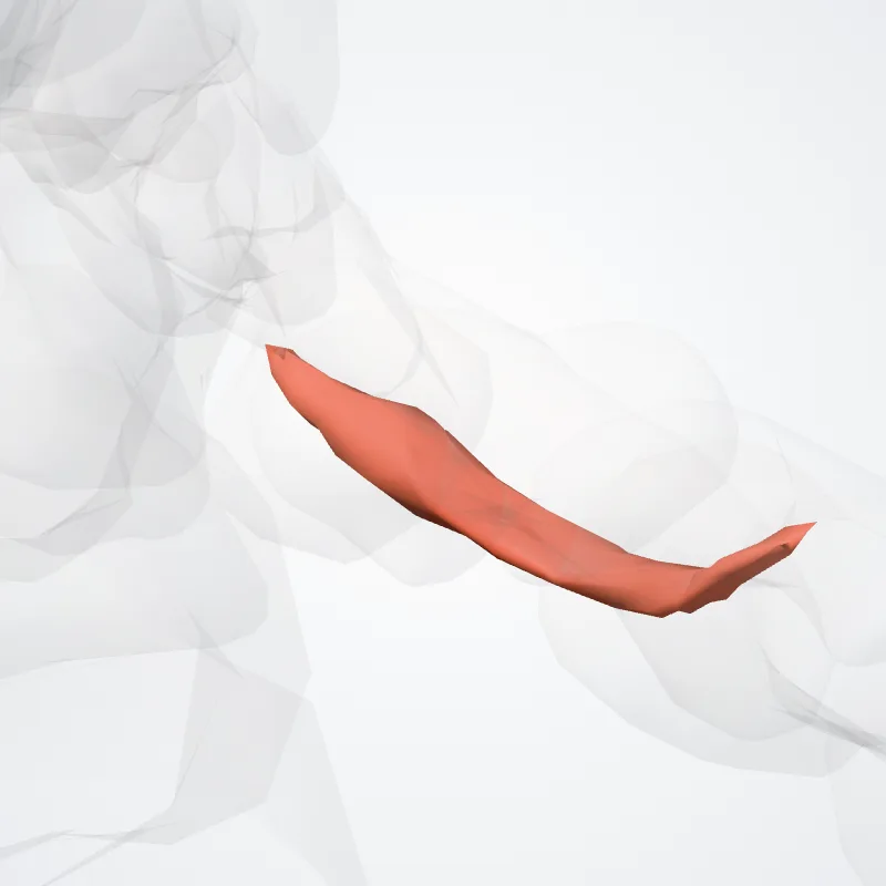 Flexor digiti minimi pedis pedis (Flexor digiti minimi of foot) hervorgehoben in einem 3D-Modell des menschlichen Körpers