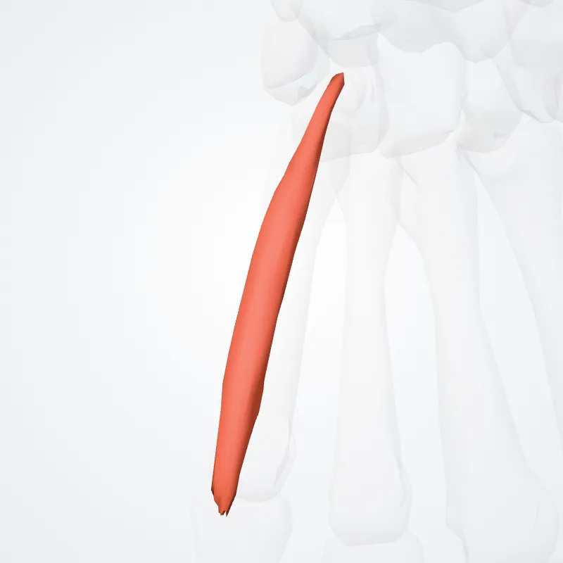 Flexor digiti minimi of hand (Flexor digiti minimi manus) highlighted in a 3D model of the human body