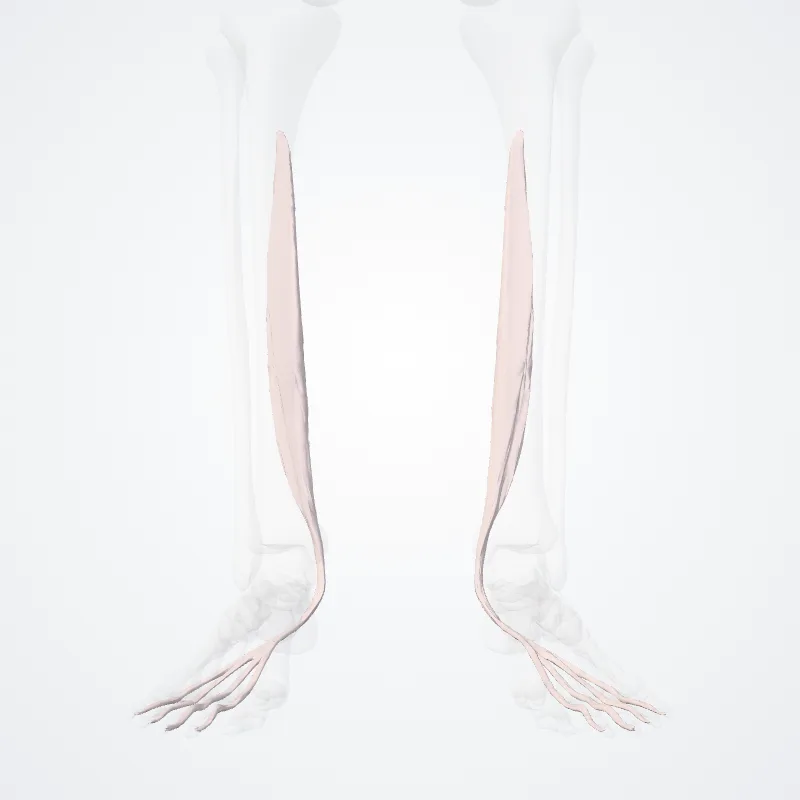 Musculus flexor digitorum longus (Flexor digitorum longus) hervorgehoben in einem 3D-Modell des menschlichen Körpers