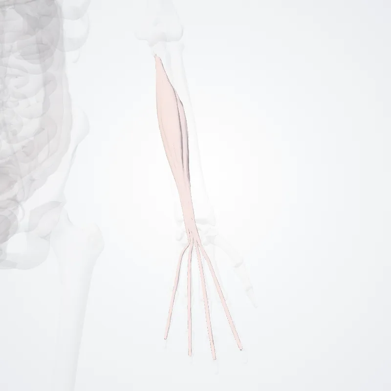 Flexor profundus digitorum (Flexor digitorum profundus) hervorgehoben in einem 3D-Modell des menschlichen Körpers