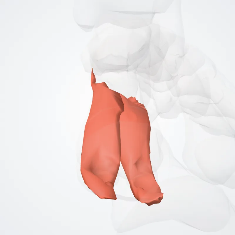 Flexor brevis hallucis (Flexor hallucis brevis) hervorgehoben in einem 3D-Modell des menschlichen Körpers