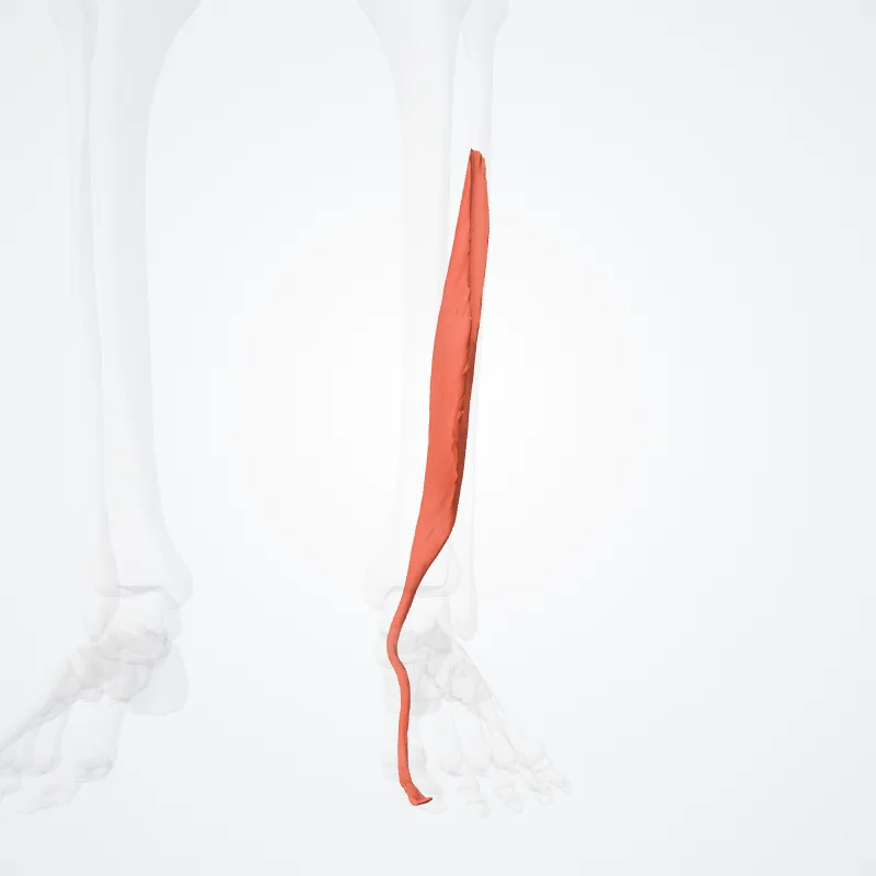Flexor longus hallucis (Flexor hallucis longus) hervorgehoben in einem 3D-Modell des menschlichen Körpers