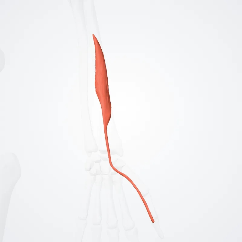 Flexor longus pollicis (Flexor pollicis longus) hervorgehoben in einem 3D-Modell des menschlichen Körpers