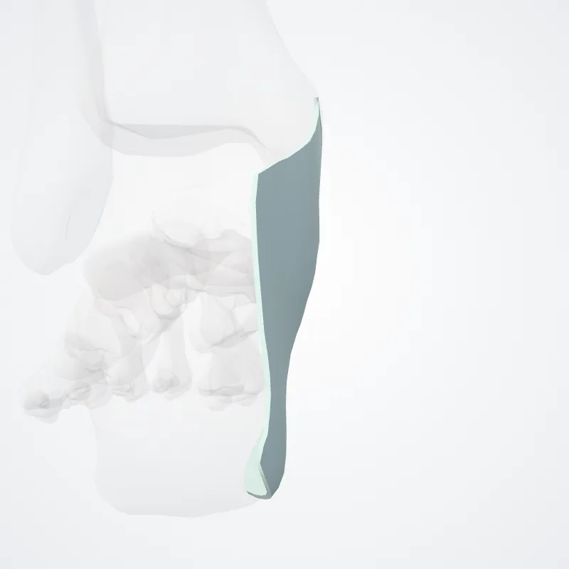 Flexor retinaculum of ankle (Retinaculum flexorium tali) highlighted in a 3D model of the human body