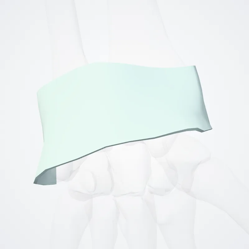 Retinaculum flexorium carpi (Flexor retinaculum of wrist) hervorgehoben in einem 3D-Modell des menschlichen Körpers