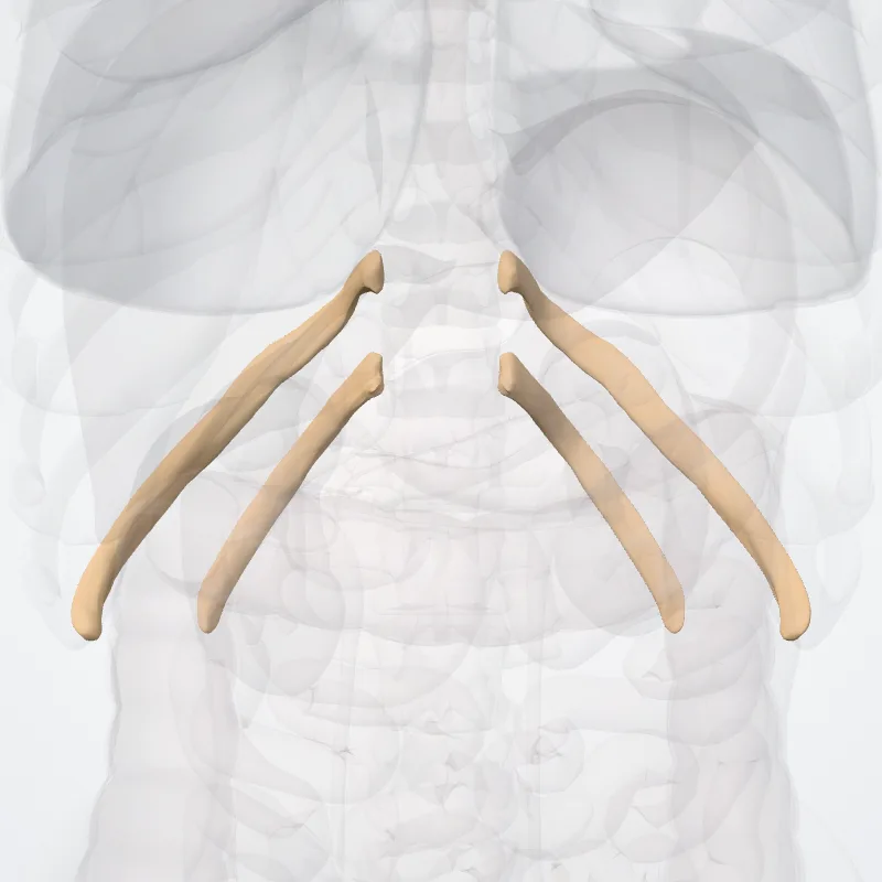 Costae fluctuantes (Floating ribs) hervorgehoben in einem 3D-Modell des menschlichen Körpers