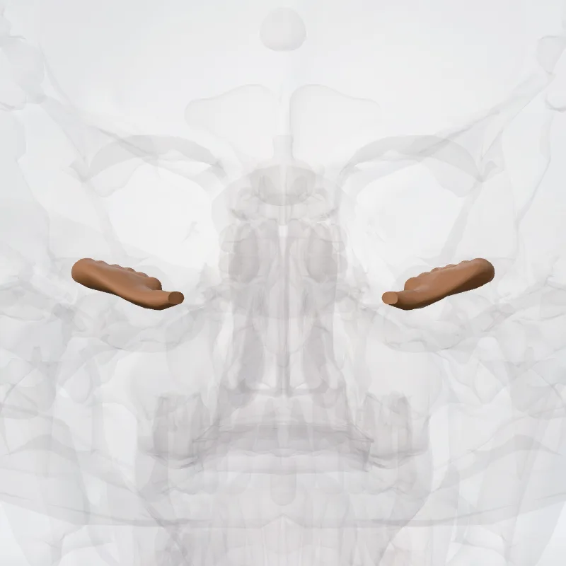 Flocculus hervorgehoben in einem 3D-Modell des menschlichen Körpers
