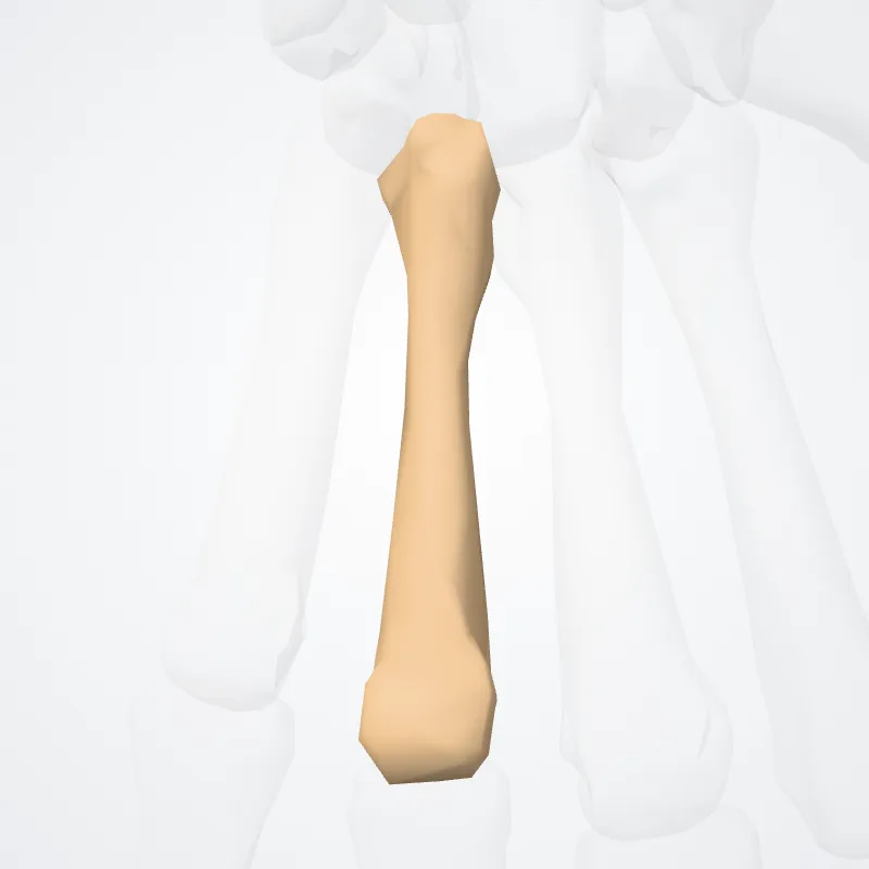 Os quartum metacarpi (Fourth metacarpal bone) hervorgehoben in einem 3D-Modell des menschlichen Körpers