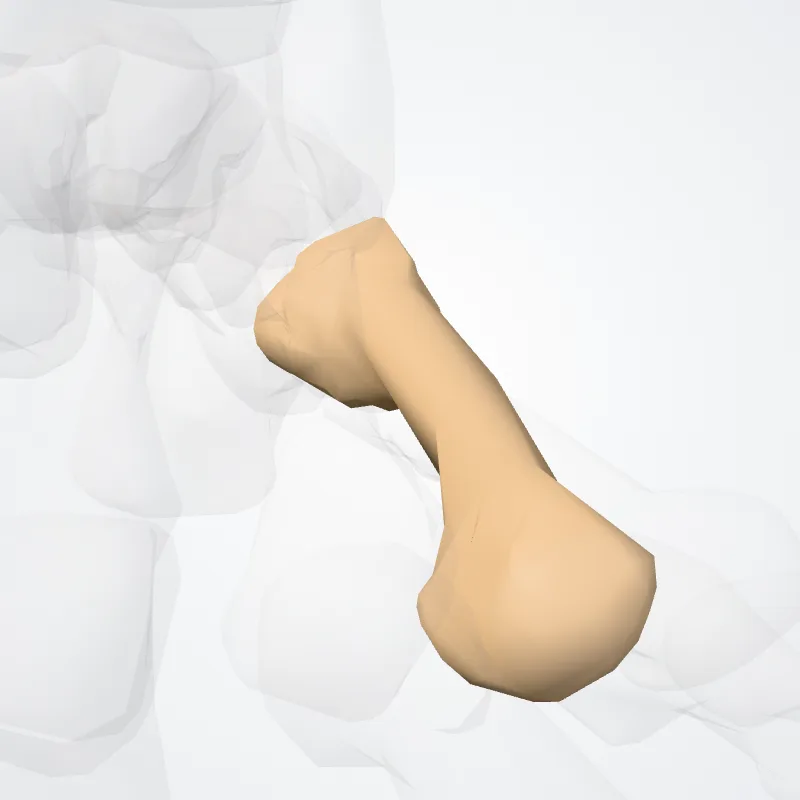 Os quatum metatarsi (Fourth metatarsal bone) hervorgehoben in einem 3D-Modell des menschlichen Körpers