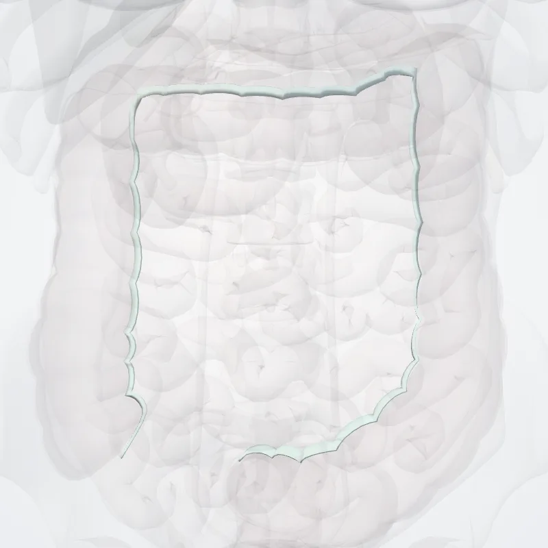 Taenia libera (Free taenia) hervorgehoben in einem 3D-Modell des menschlichen Körpers