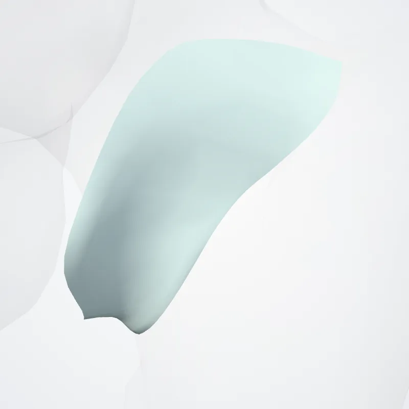 Frenula capsulae hervorgehoben in einem 3D-Modell des menschlichen Körpers